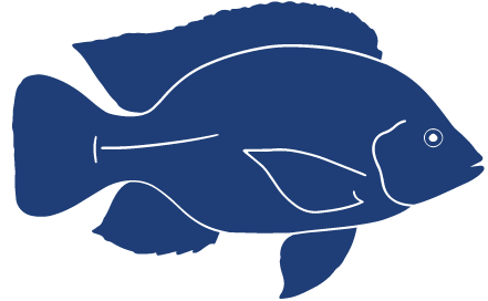 Detailed Fish Icons_FINAL Tilapia.png