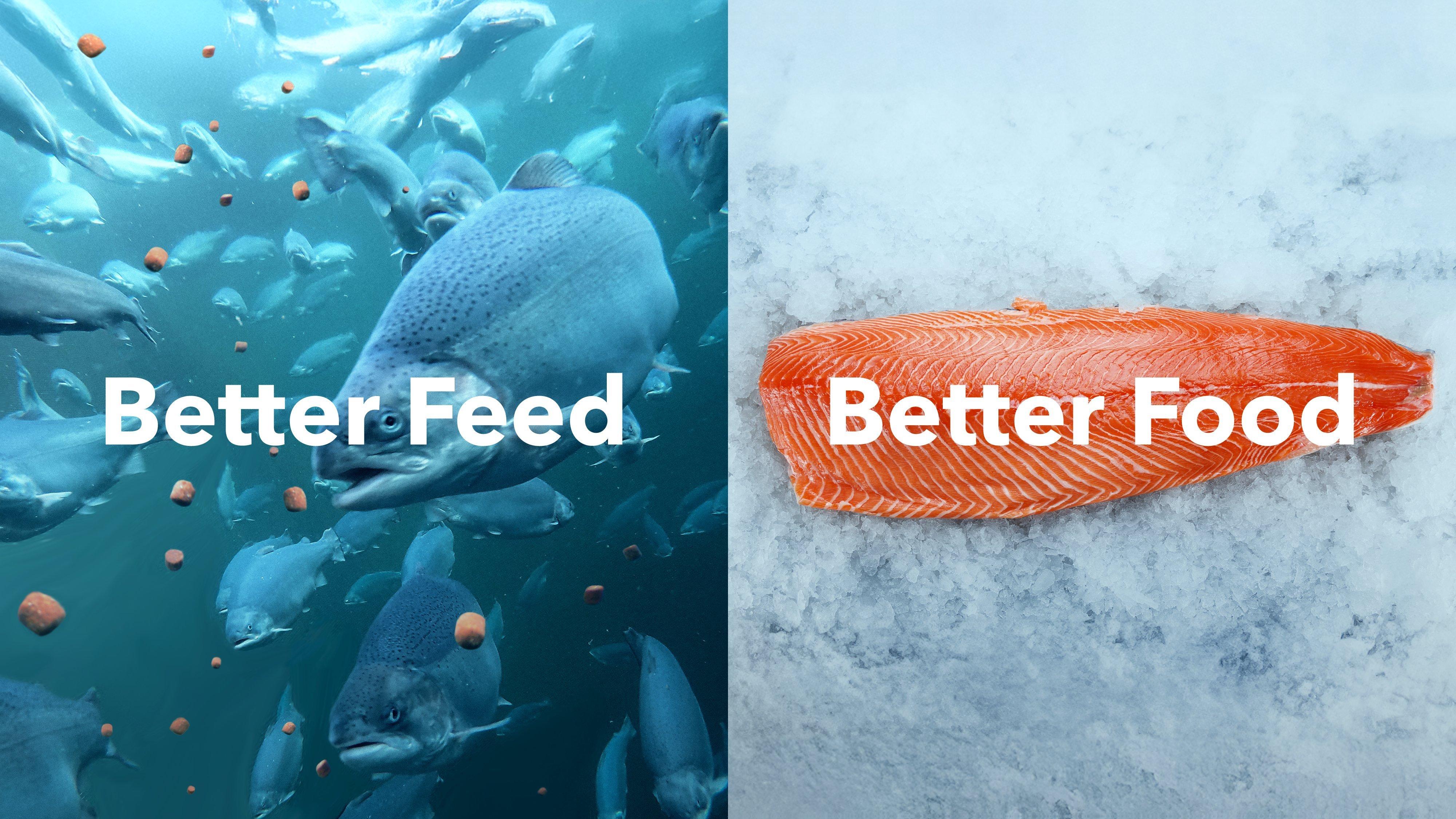 2024-10 Better Feed Better Food-SoMe_Salmon-1 (1)