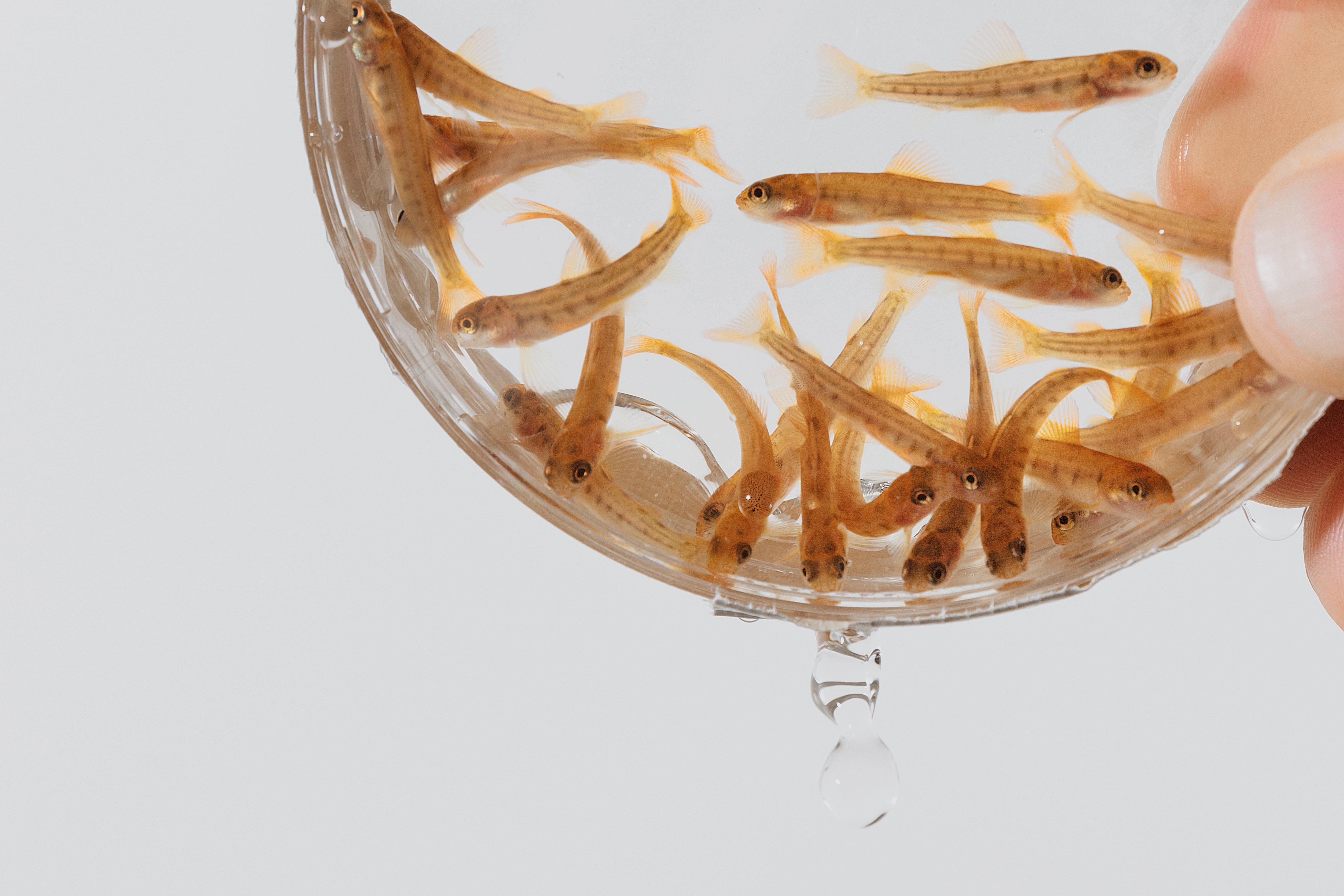 Hatchery_Salmon.jpg (1)