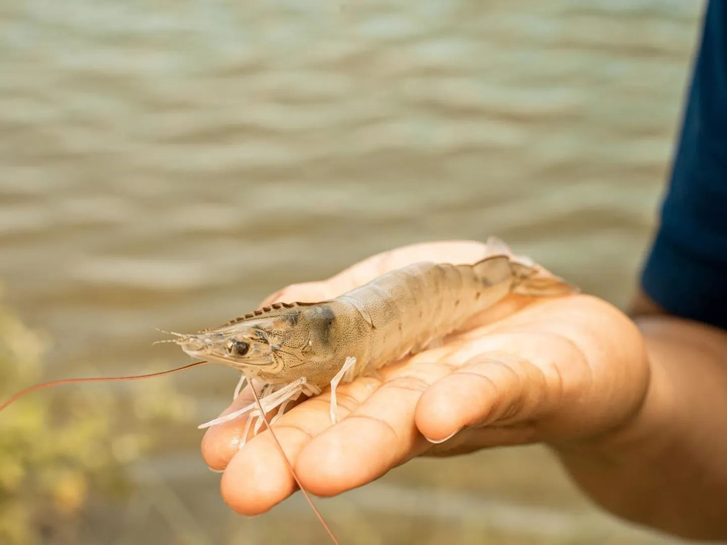 Shrimp on hand 2