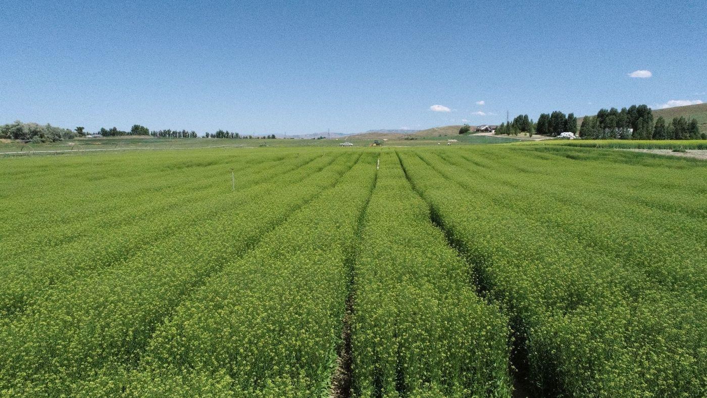 yield10 bioscience camelina containing the omega 3 epa trait growing at acre scale in spring 2023