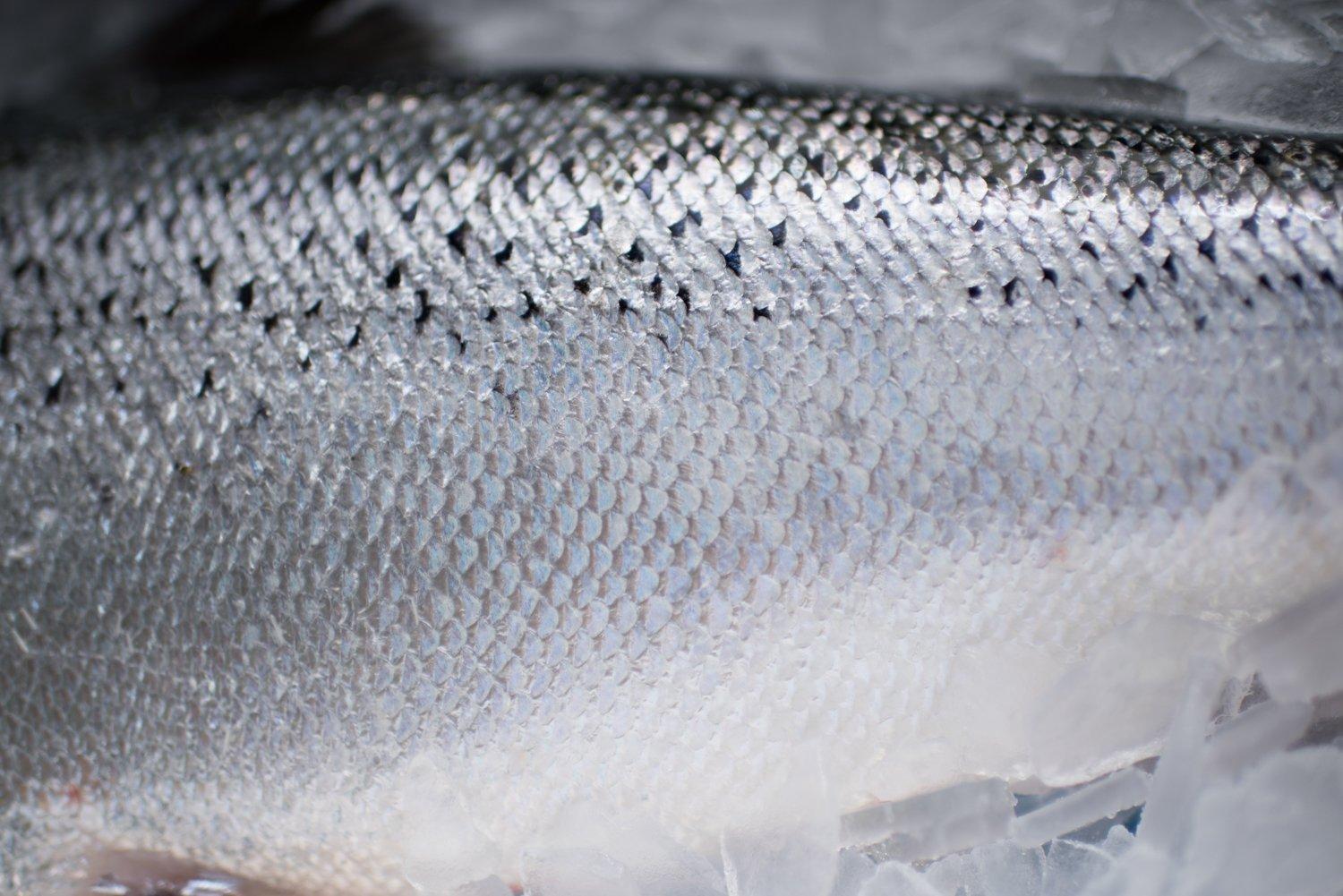 Salmon_Grower_Skin_biomar_unedited_sm 849