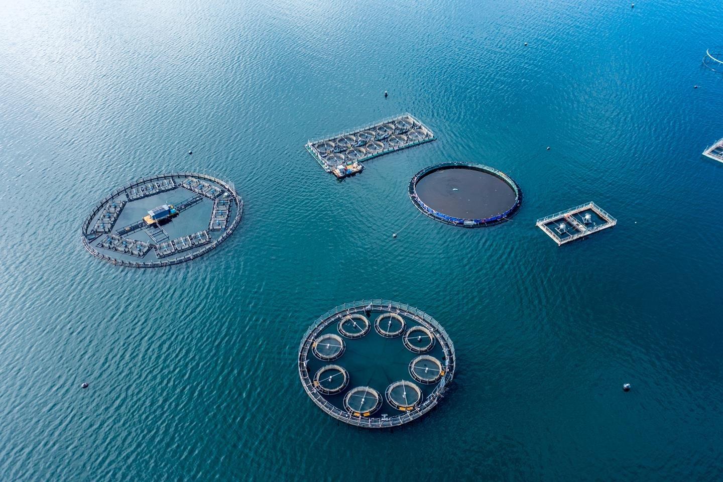 Feed trials in Australia