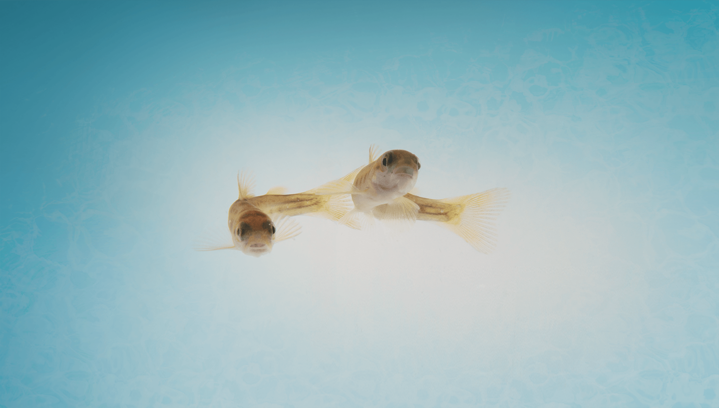 inicio plus   smallest size for first feeding