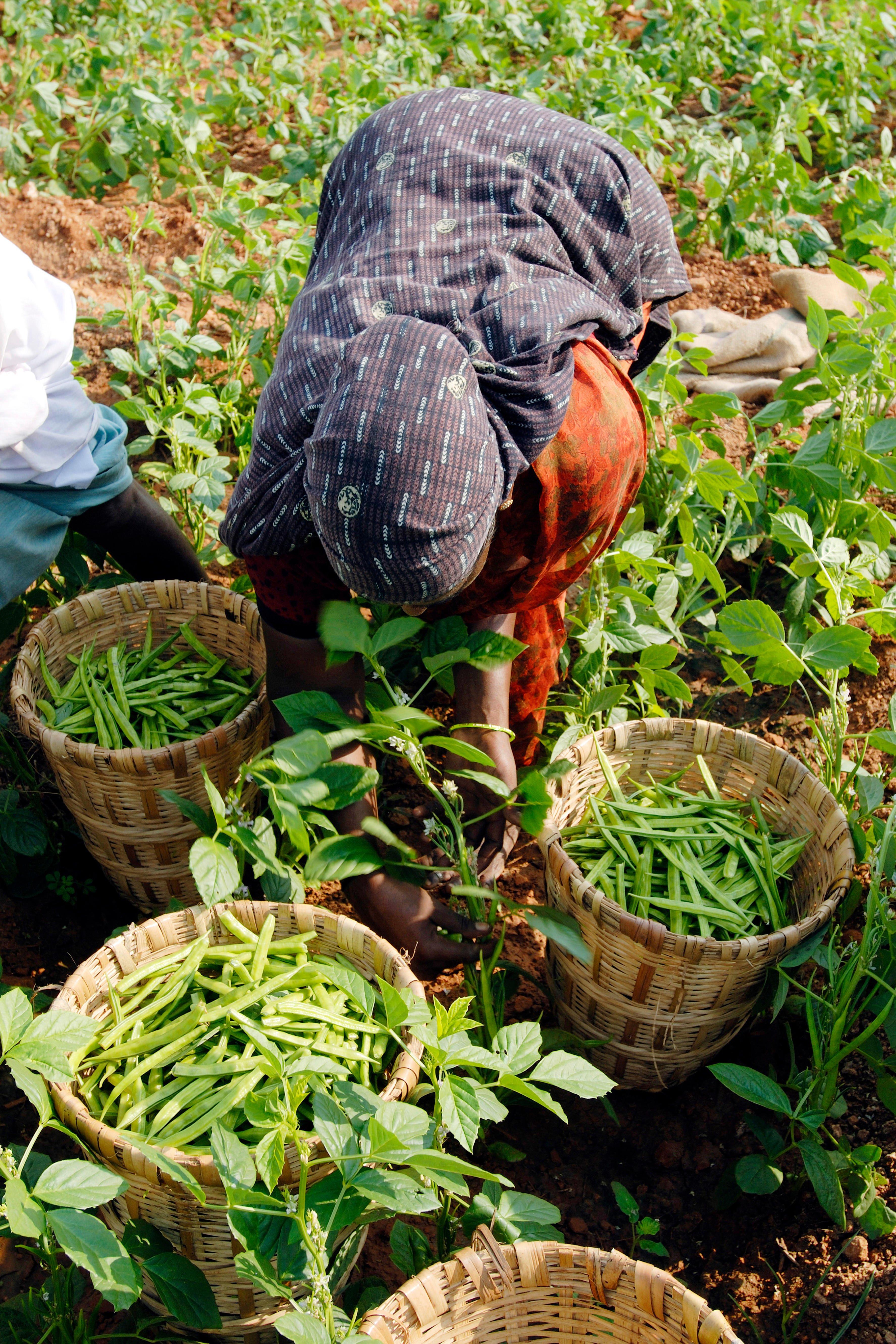 RM_Guar_India photo credit Alamy expire 12June2023 (1)