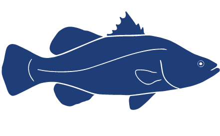 Detailed Fish Icons FINAL Barramundi