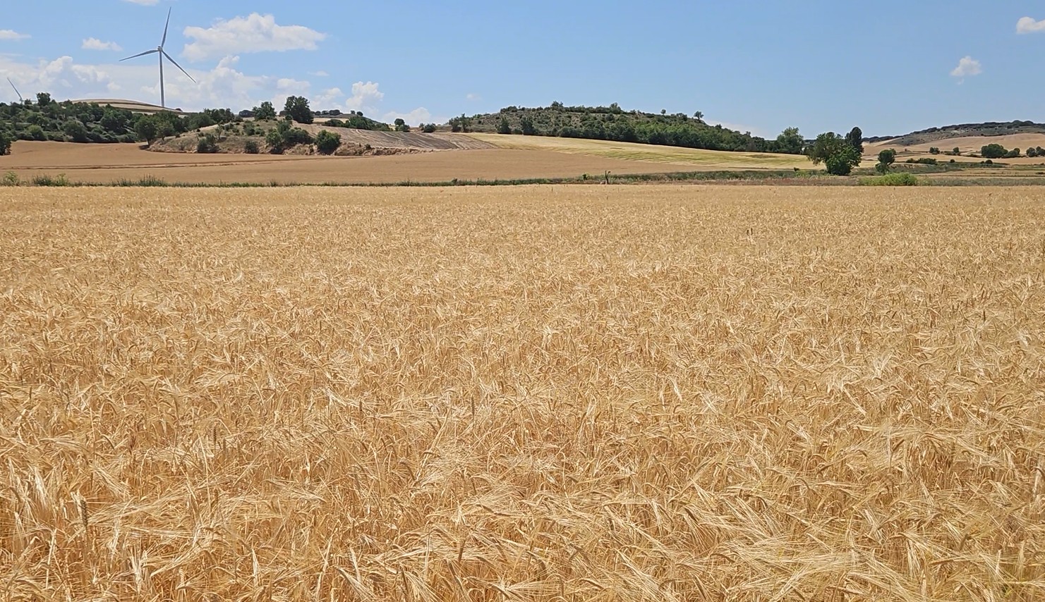 Foto Campo Baltanas, Spain