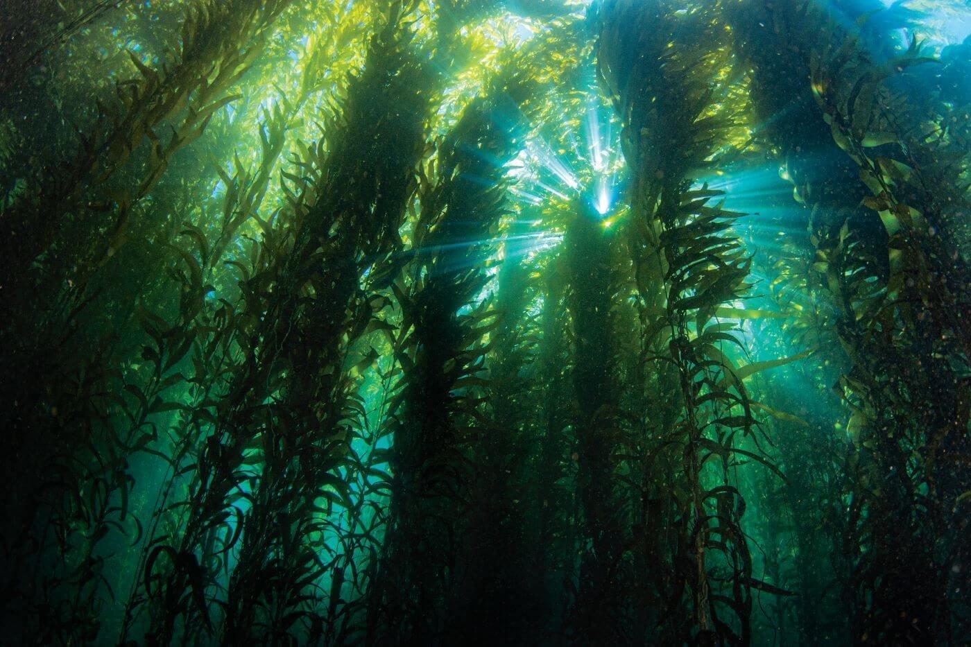 biomar scales up the inclusion of microalgae into their raw material portfolio 2022