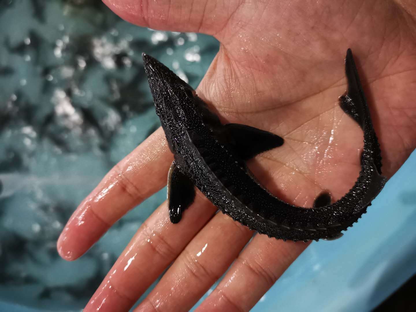 Image-Fish-Siberian Sturgeon-Fry.jpg
