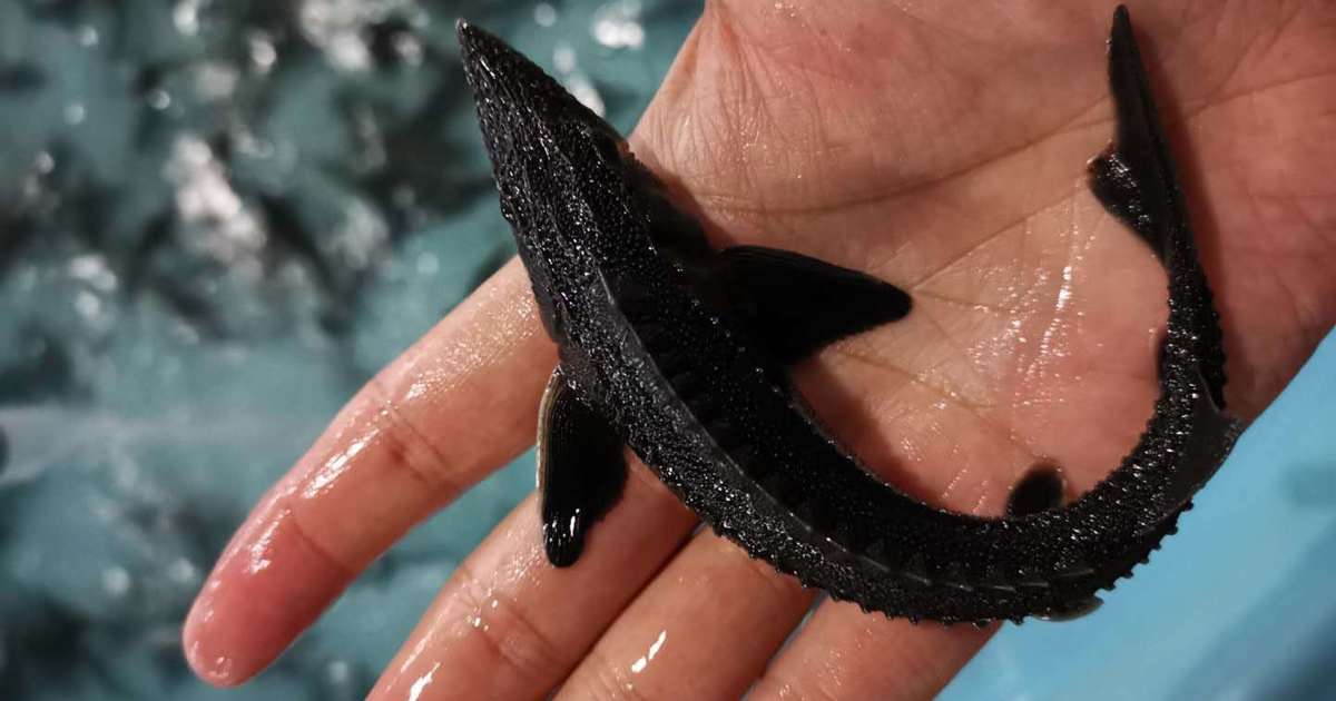 Fine-Tuning Macro- and Micronutrients in Sturgeon Diets