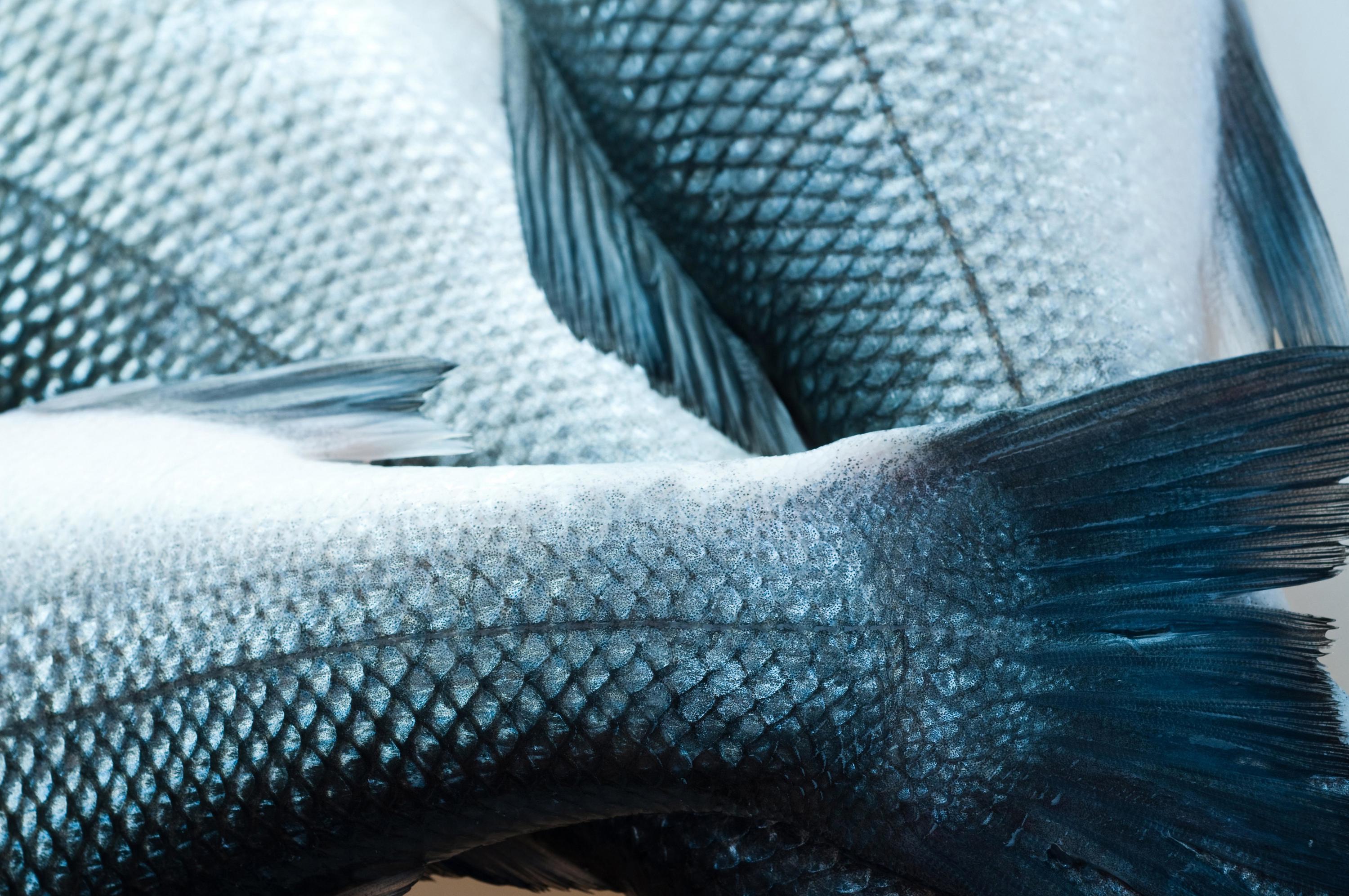 Skin_salmon.jpg