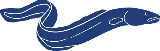 Detailed Fish Icons FINAL European Eel
