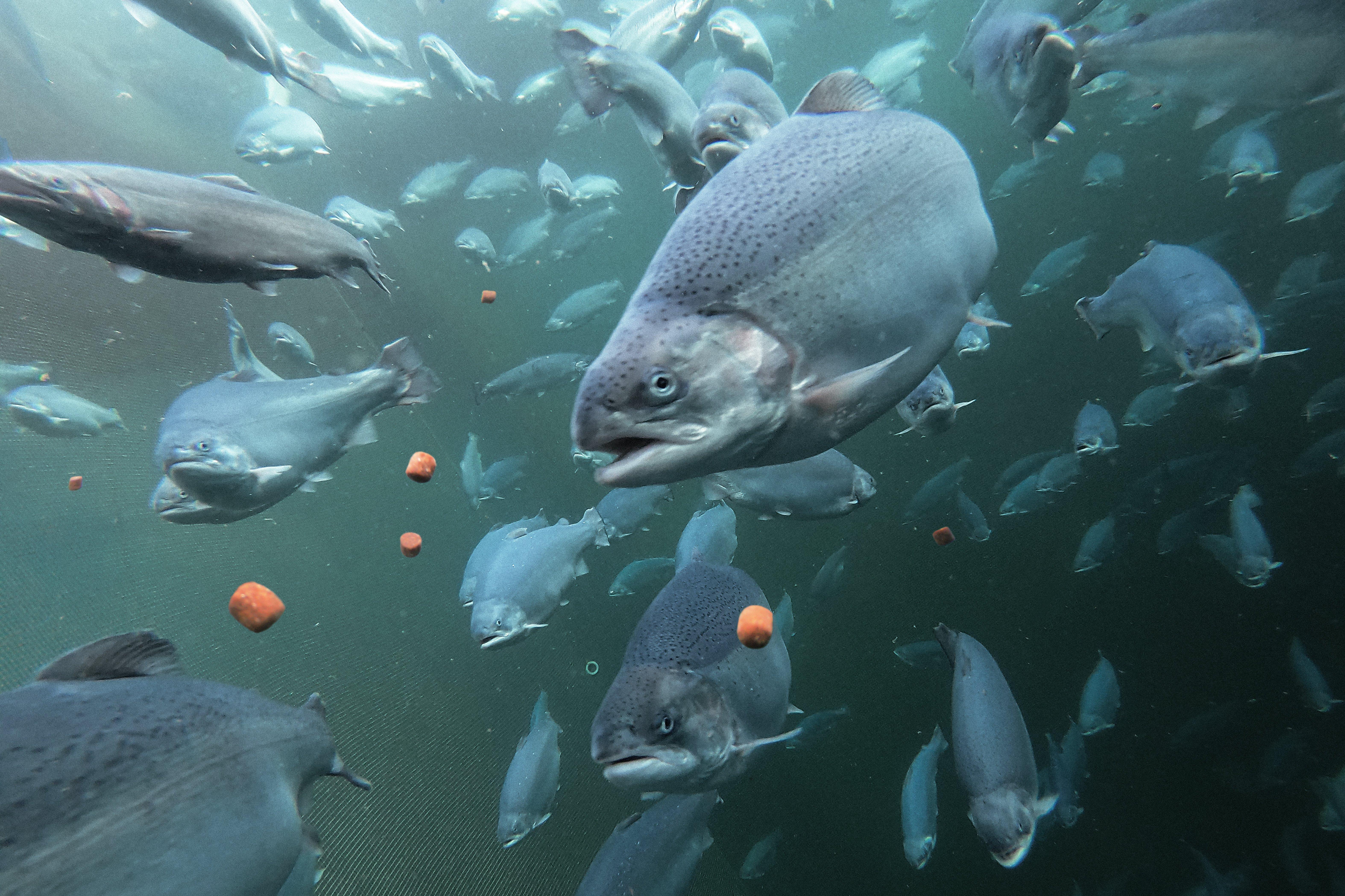 Trout_farm_feeding_feed