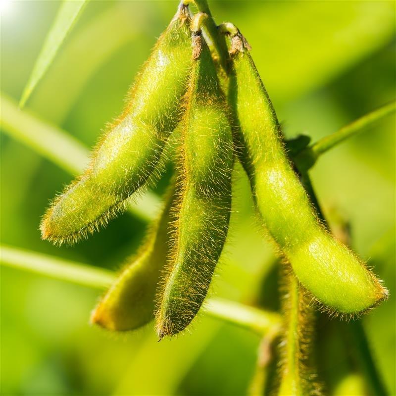RM-Soy-Soybeans-Closeup-shutterstock_539253145