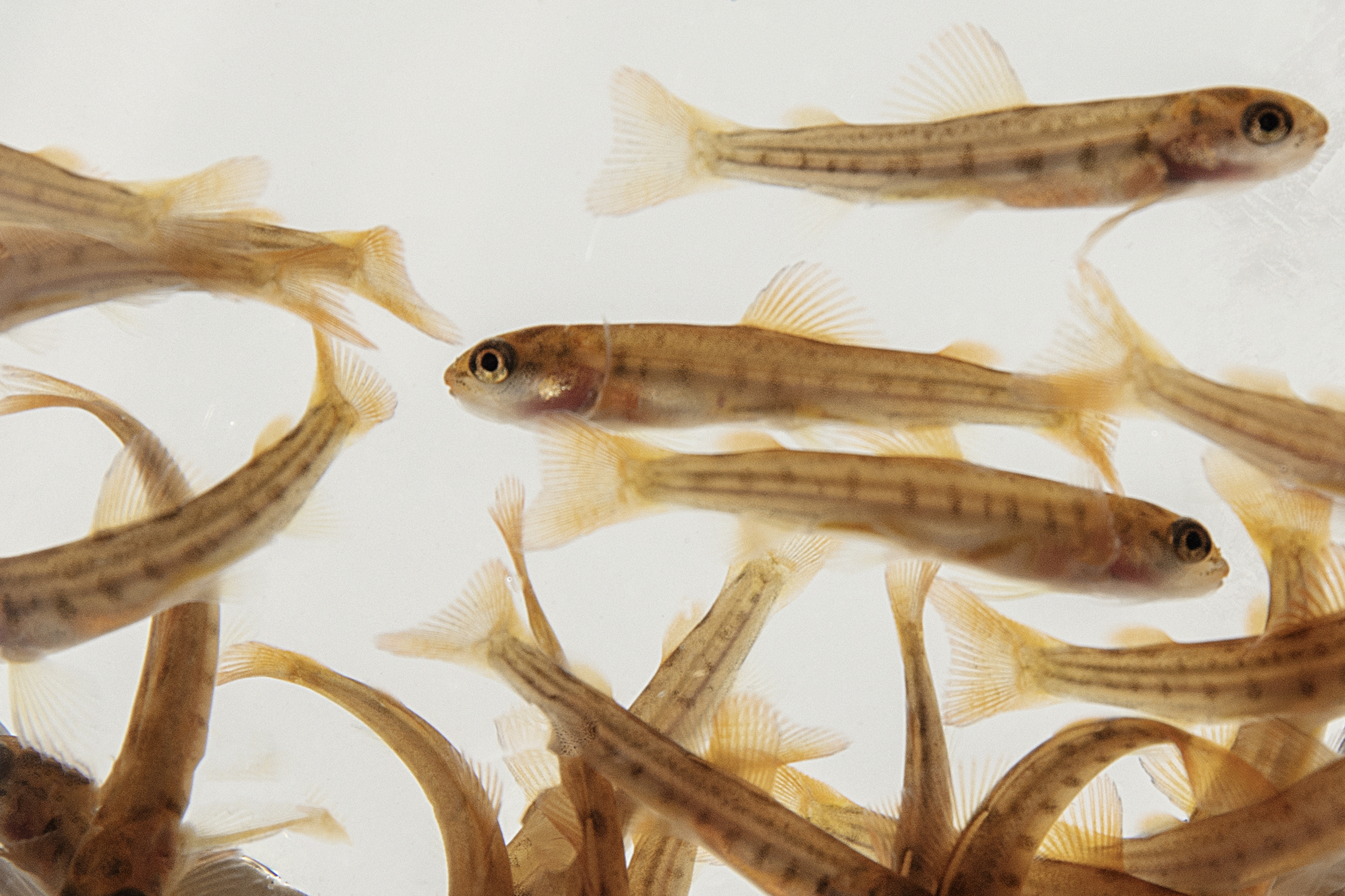 Image Salmonoid Norway Hatchery B5A0907