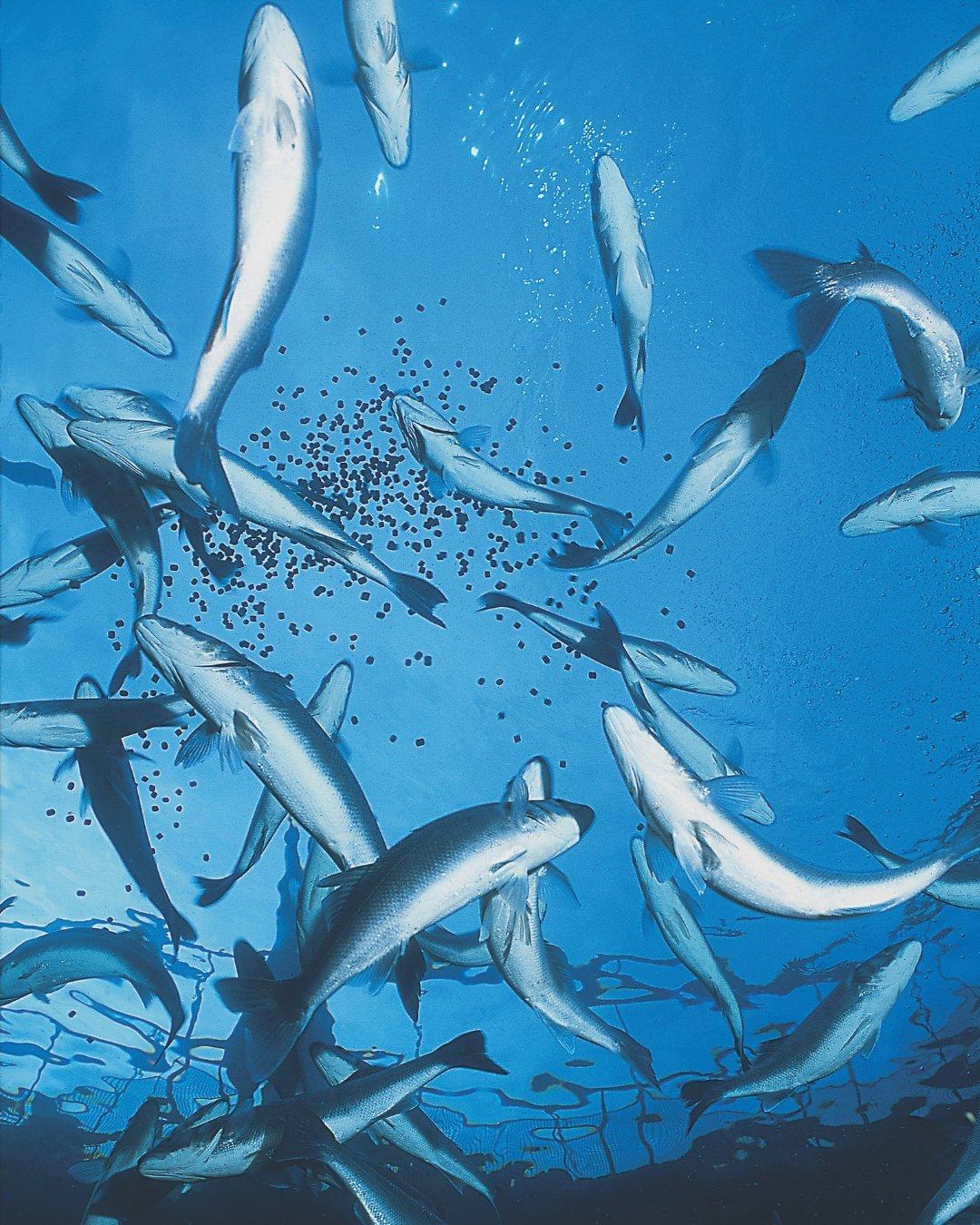 salmon_feeding_norway