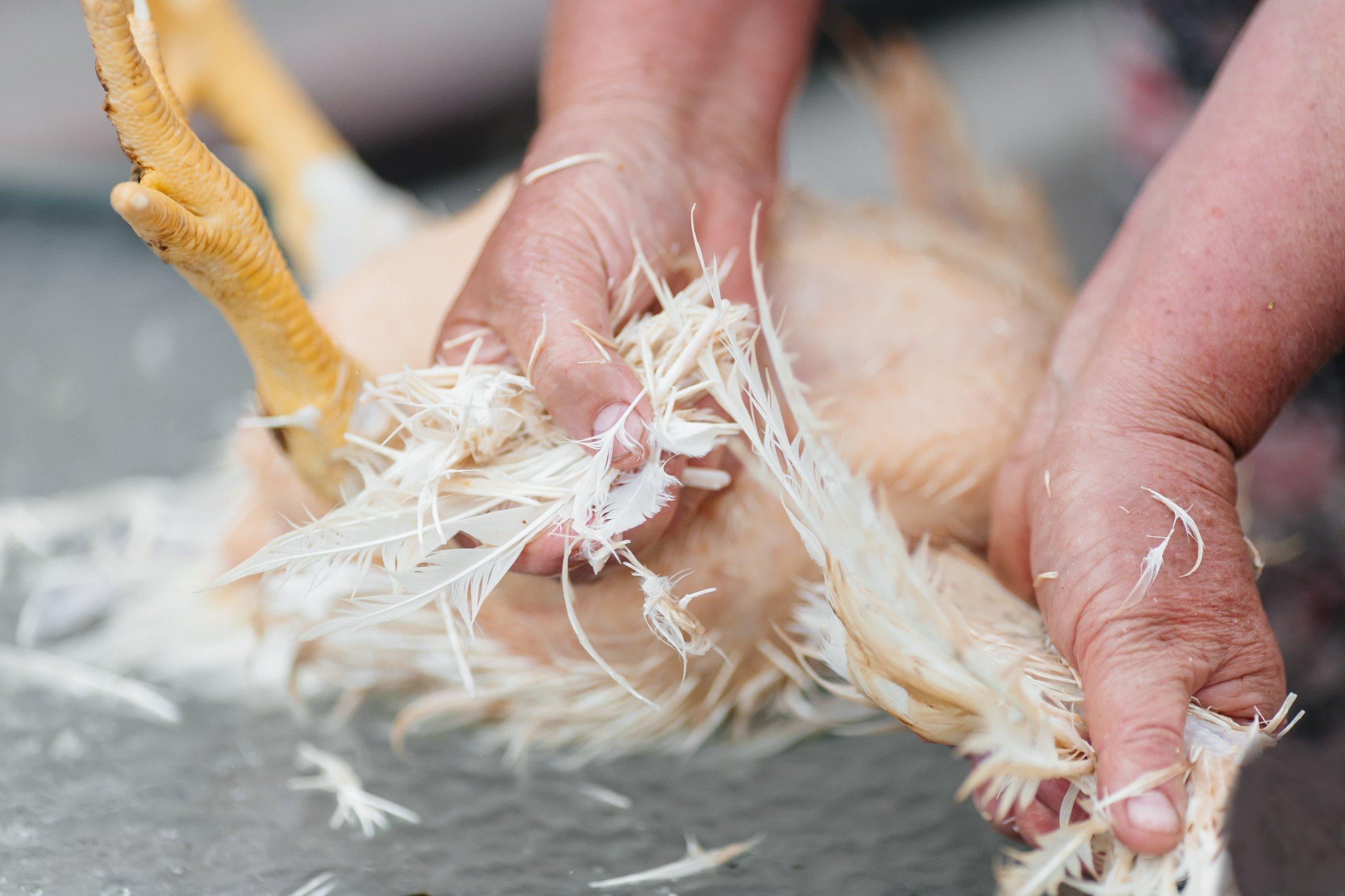 Rethink waste chicken