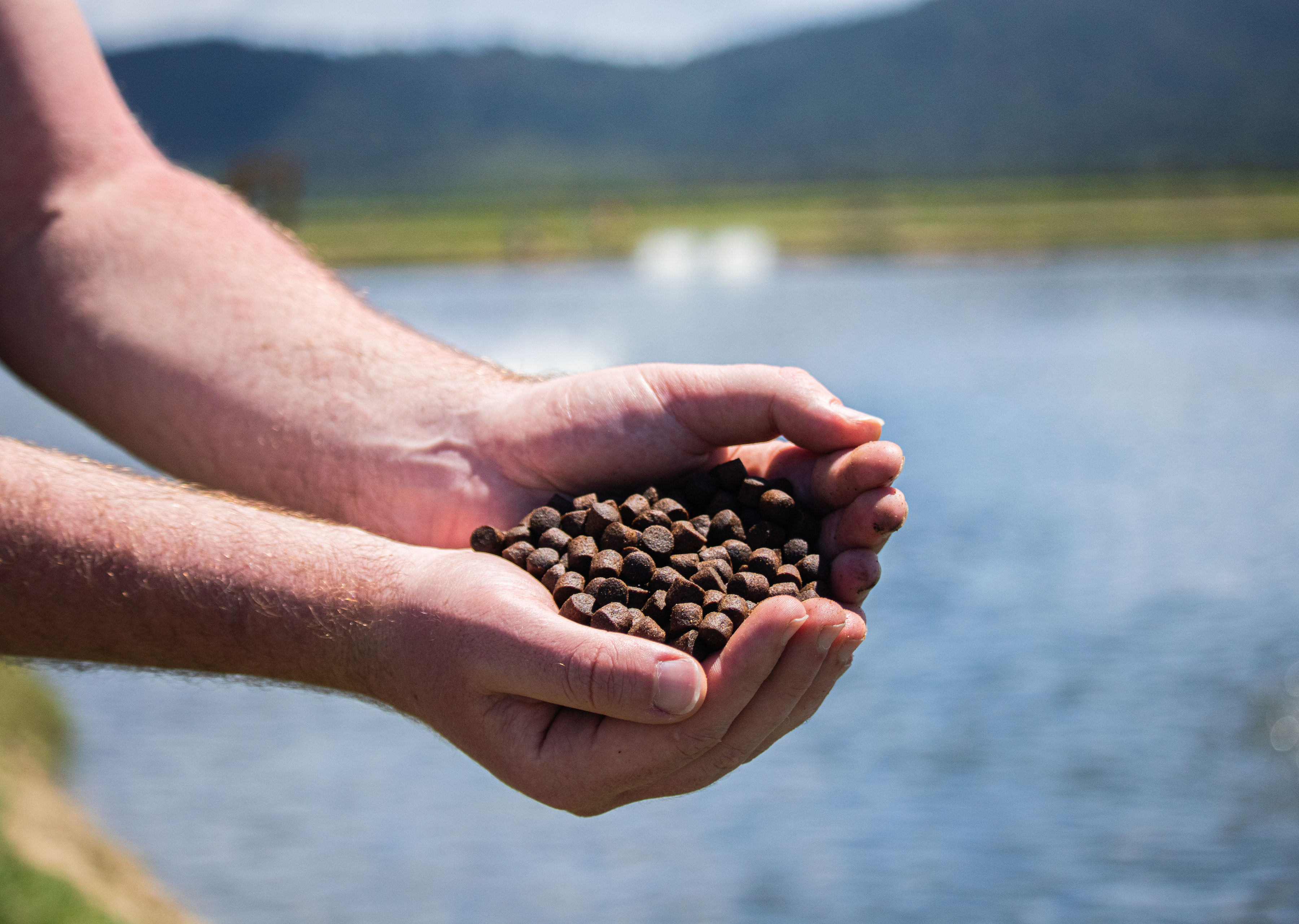 Image Feed Pellet Hands Barramundi 118 (1)