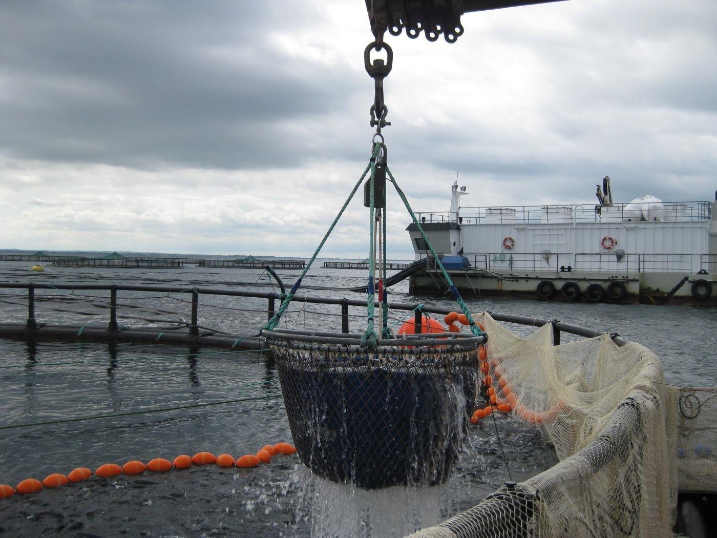 musholm from marine _lav udledning af fosfor_et gront initiativ