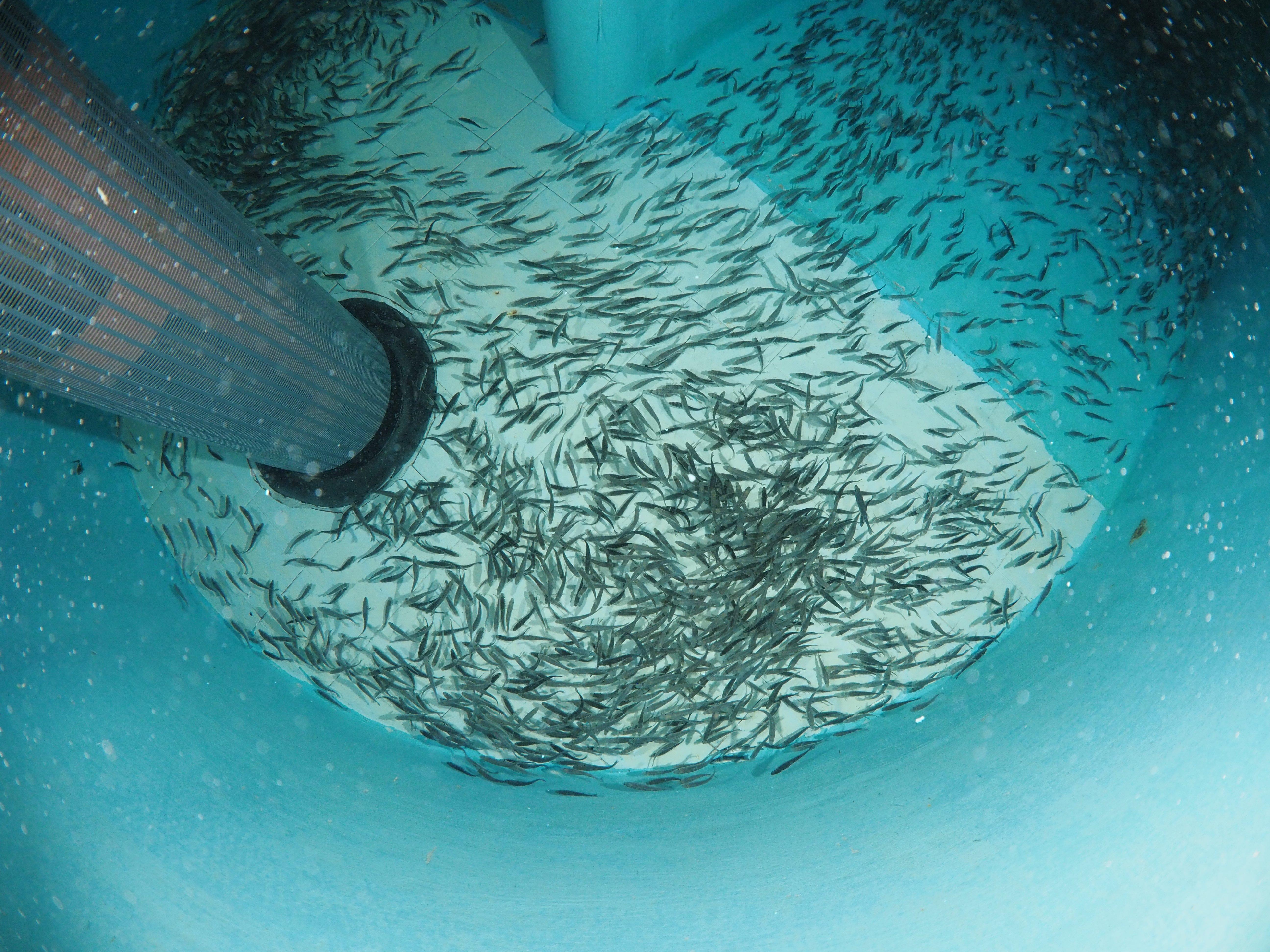 Image-Fish-ATC-Starter-P9040342